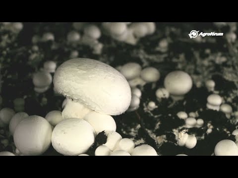 Parazitá szervezet Férgek kezelése enemával