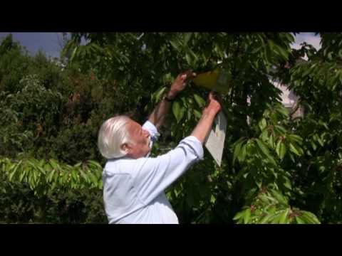 Felnőttek férgek tünetei és kezelése