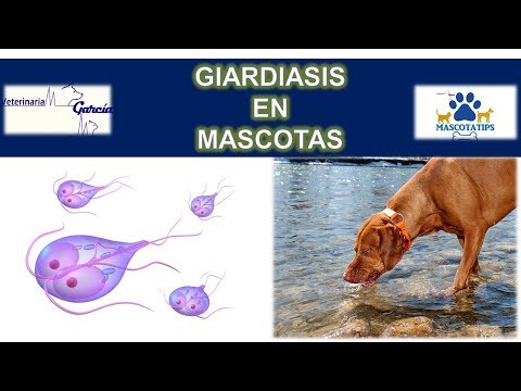 Antibiotikum pattanás ellen Menta lehelet