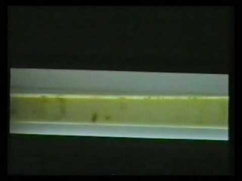 Közepes dysbiosis férfiakban kenetben A rossz lehelet fertőző