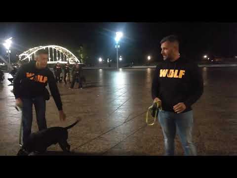 Bika szalagféreg hol