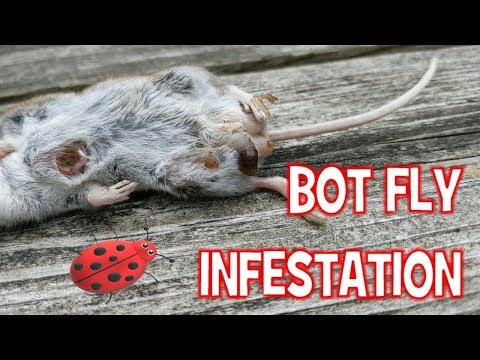 Tabletták férgek beteg Fotók az emberek kis férgeiről