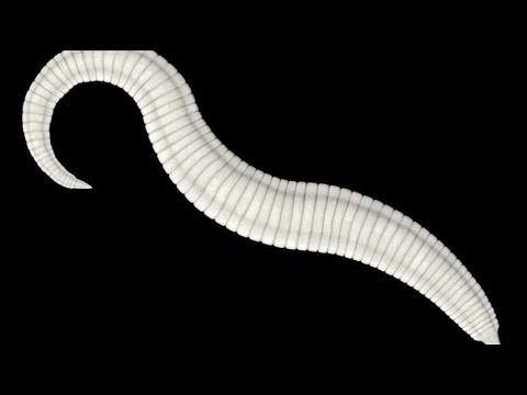 Pinworm jellemzői