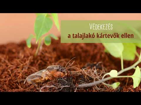 Helminthiasis piszkos kézbetegség