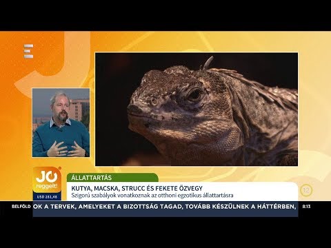 Aszcariasis ék ajánlások