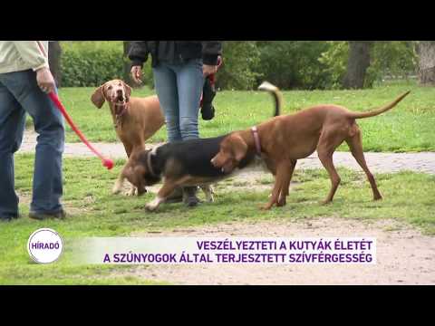 Paraziták ütemezése