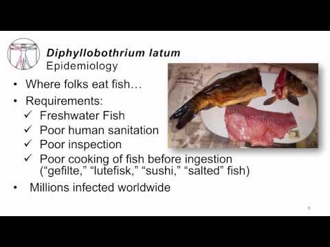 Antihelmintikum embernek egy tabletta