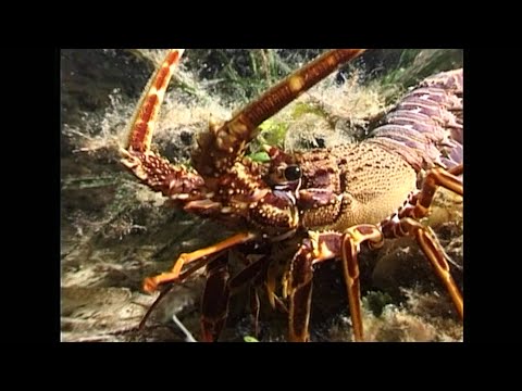 Lehet megszabadulni a pinworms től