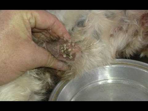 Giardiasis egészségügyi szabályok