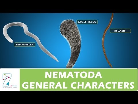Hogyan lehet gyógyítani a férgeket gyermekeknél