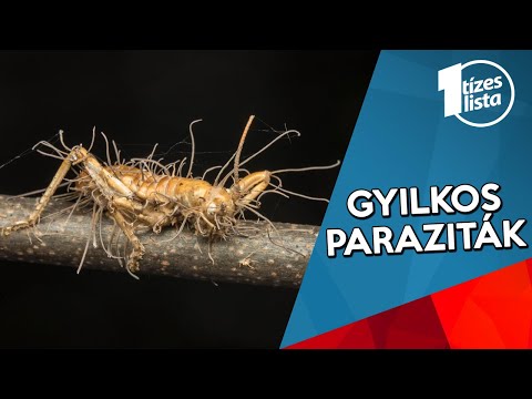 Férgek gyógyszerei az egész család számára, Féreg gyógyszer az egész család számára