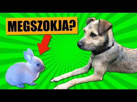 A rókagombák tinktúrája az emberi test parazitáiból Az állatok bél parazitáinak típusai