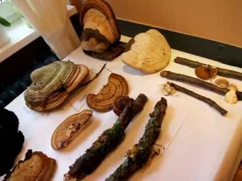 Helminthiasis helminthias invázió
