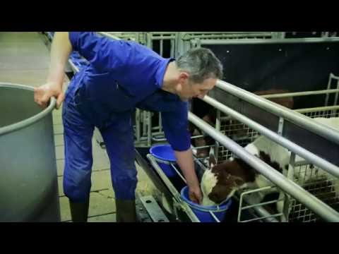 Lehetséges a paraziták eltávolítása a testből