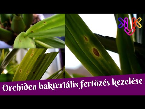 Állati paraziták adaptációja Népi gyógyszerek a körféreghez