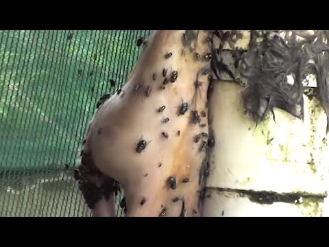 Gyógynövények főzte a parazitáktól