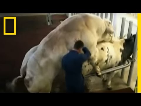 Paraziták az agyi mri ben