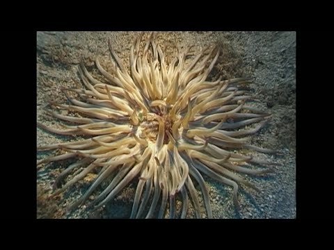 Pinworms az egész család számára