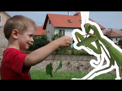 Anthelmintikus gyógyszerek felnőtt számára