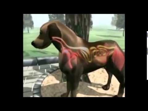 Barátok paraziták Egy gyermek parazita elleni gyógyszer