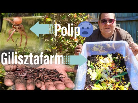 Milyen tablettákat lehet használni a pinwormshez