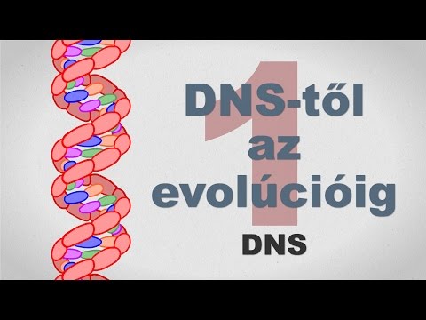 DNS baktériumok a kenet dekódolásában
