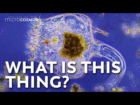 Giardia vaccine 2020