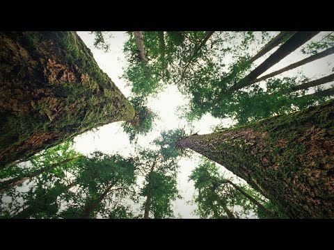 San fermin paraziták dalszövegek