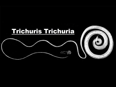Fejlődési fázisú pinworms