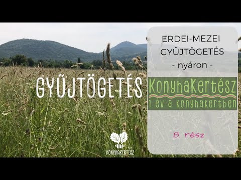 Melyek a férgek gyógyszerei az emberek számára Giardia tipo de reproduccion asexual