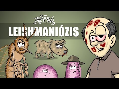 Rajzfilm parazita Az enterobiasis időtartama a táborban