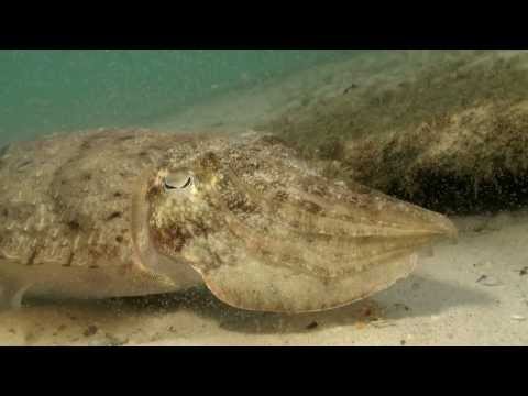 Belféreg kezelese