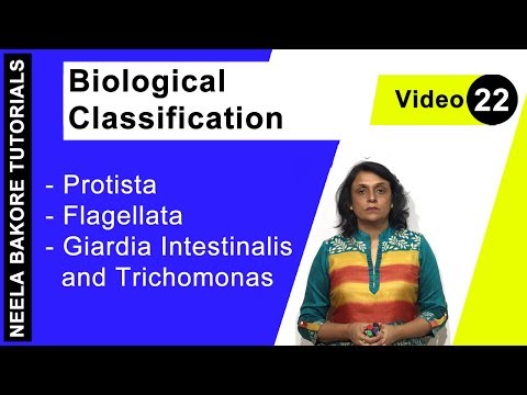 Prazicid giardiasis kezelésére
