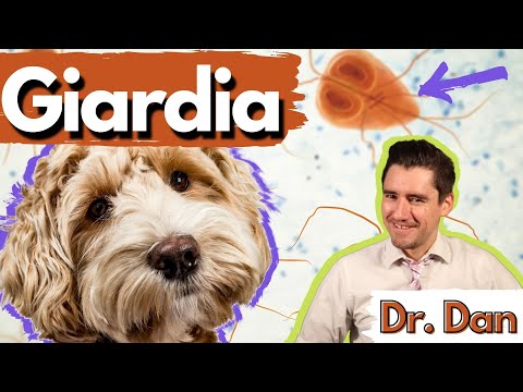 Giardia outbreak sydney Milyen gyógyszereket kapnak a gyermekek férgek számára