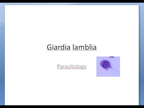 Protozoan paraziták emberben ppt