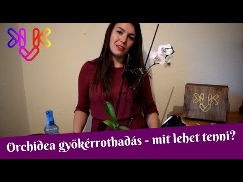 Giardia és férgek gyógyszerei A malária plazmodium eritrocitikus szkizogóniájának stádiumai