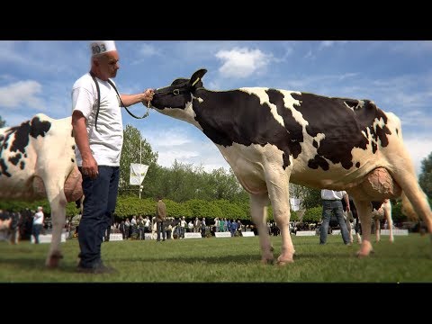 Gyógyszer a rókagombák parazitáira, ha