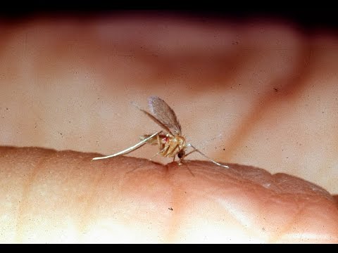 Készítmények az allergének eltávolítására a testből Méregtelenítés, mit jelent ez