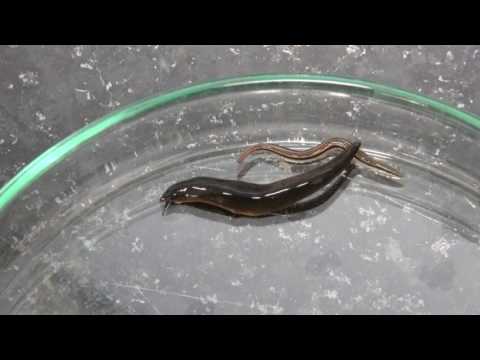 Ankilostomiasis felnőttek kezelésében Férgek emberben pirantel kezelése