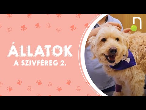 Giardia és helminták tünetei és kezelése