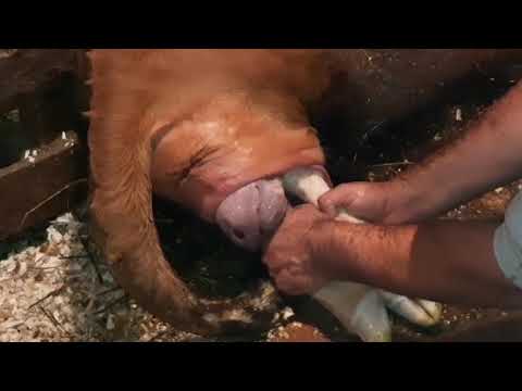 Férgek fajai abban a személyben, akire gondolok