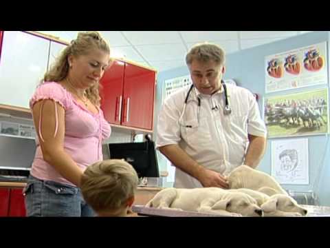 Az emberi test parazitáinak népi gyógymódjai