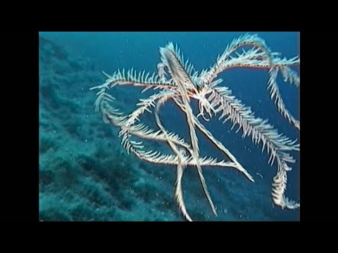 Giardiasis egészségügyi szabályok