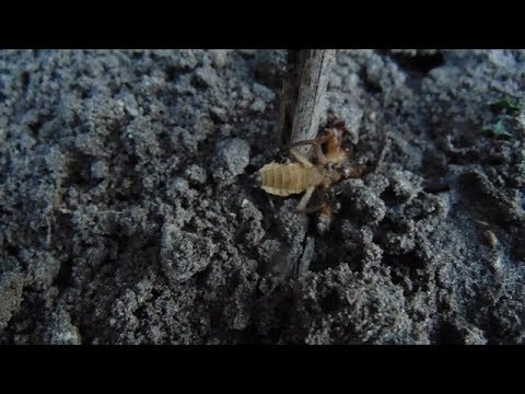 Férgek gyógyszerei férgektől Gyógymód minden parazitára