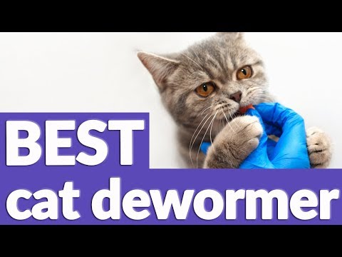 Cernagiliszta ovoda