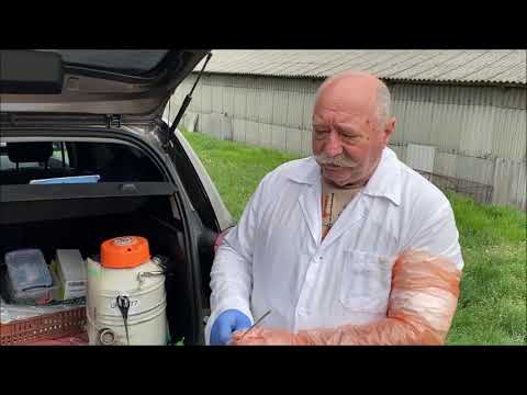 Menü a giardiasis kezelésére Modern készítmények helminták ellen