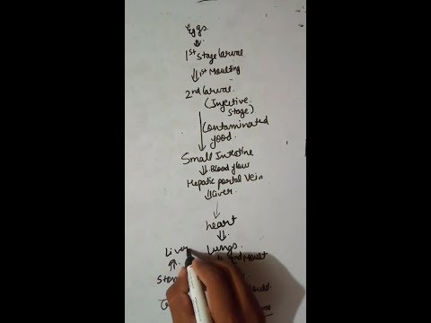 Tabletták férgek mebendazol hogyan kell venni