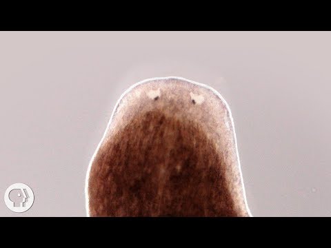 Recovering from giardia diet Ideiglenes paraziták