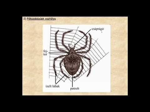 Férgek tünetei az emberekben, hogyan kell kezelni