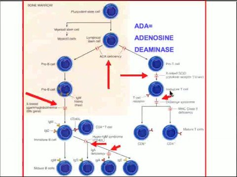Giardia humans antibiotics Aschelminthes osztályok